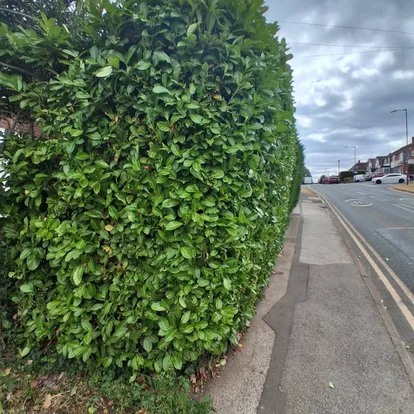 Neatly trimmed hedge along a garden boundary